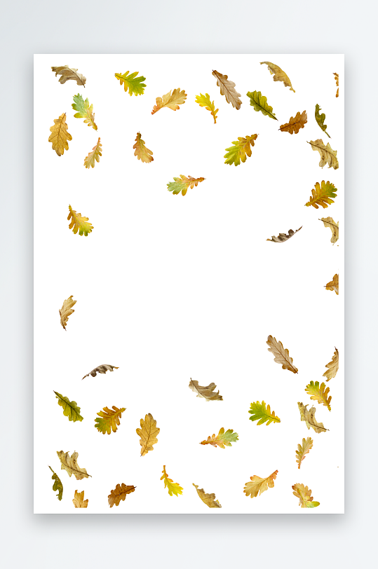 秋叶树叶落叶免抠素材-众图网