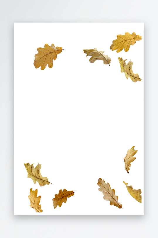 秋叶树叶落叶免抠素材-众图网