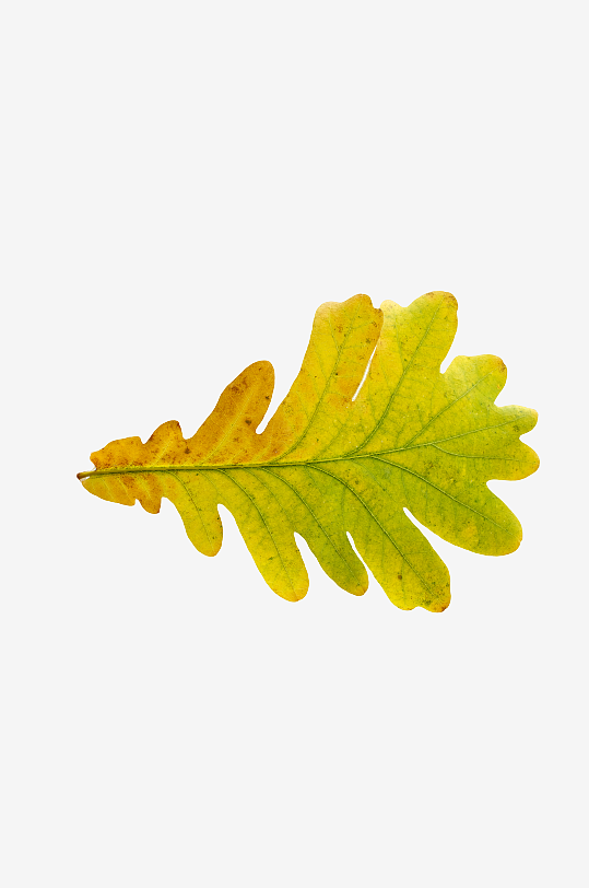 秋叶树叶落叶免抠图-众图网