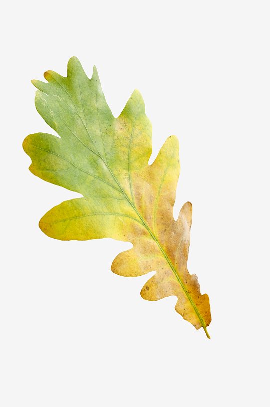 秋叶树叶落叶免抠图-众图网