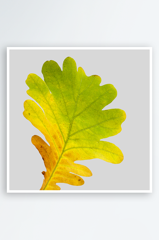 秋叶树叶落叶免抠图-众图网