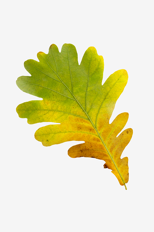 秋叶树叶落叶免抠图-众图网