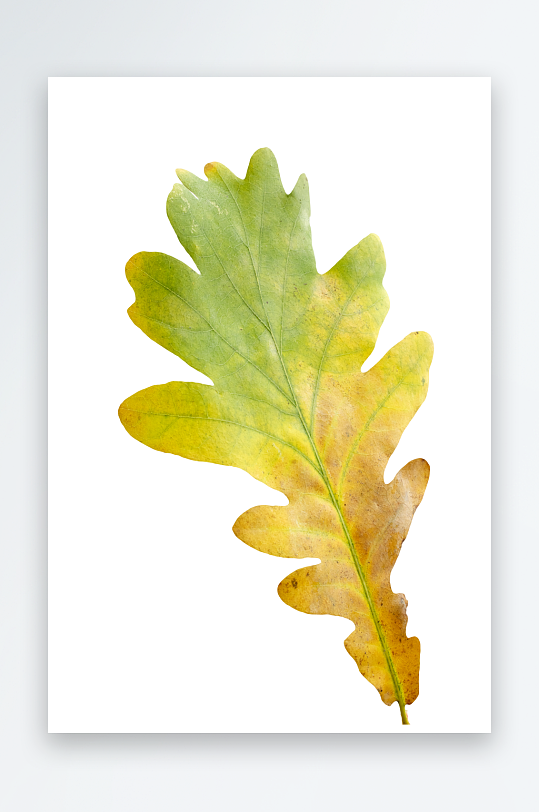 秋叶树叶落叶免抠图-众图网