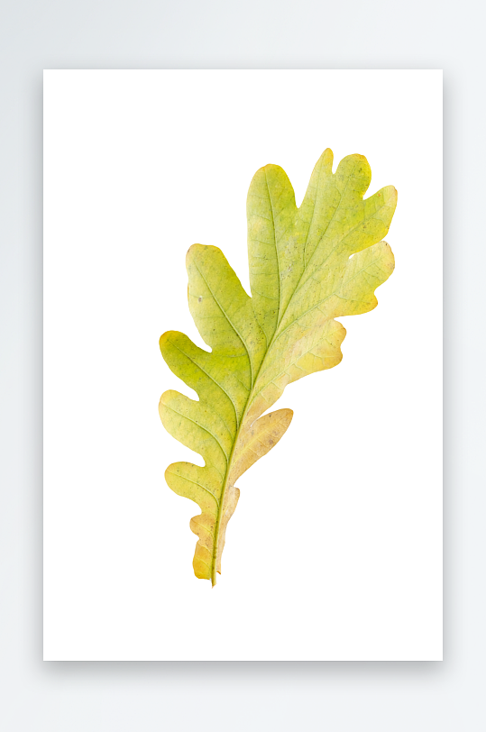 秋叶树叶落叶免抠图-众图网