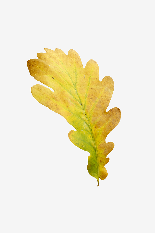 秋叶树叶落叶免抠图-众图网