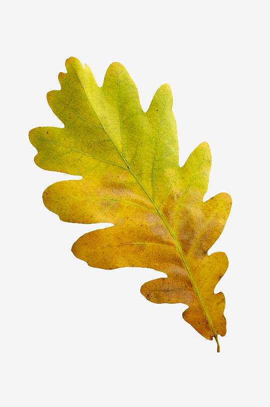 秋叶树叶落叶免抠素材-众图网