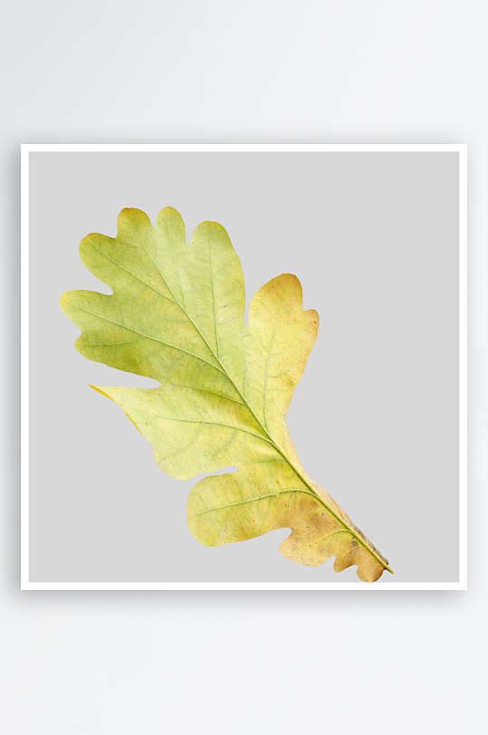 秋叶树叶落叶免抠素材-众图网