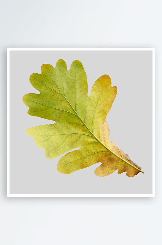 秋叶树叶落叶免抠素材-众图网