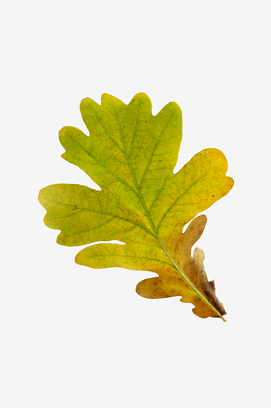 秋叶树叶落叶免抠素材-众图网