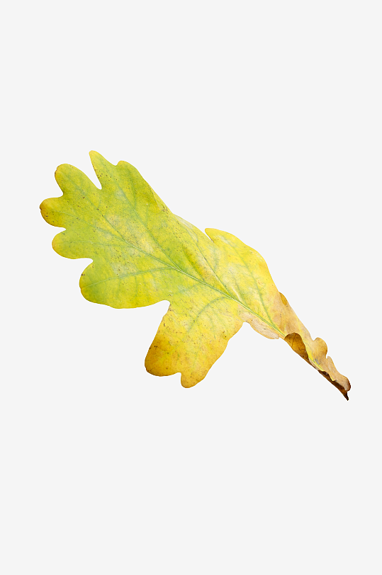 秋叶树叶落叶免抠素材-众图网