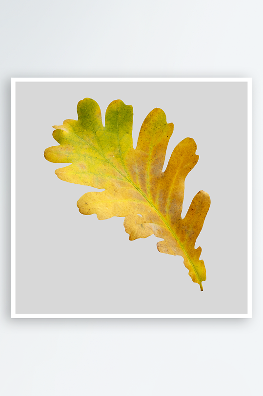 秋叶树叶落叶免抠素材-众图网