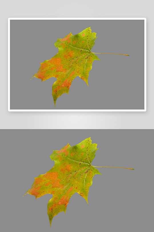 秋叶树叶落叶免抠素材-众图网