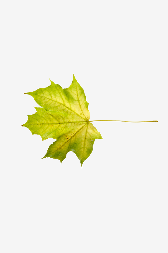 秋叶树叶落叶免抠素材-众图网