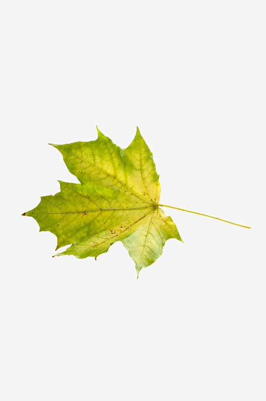 秋叶树叶落叶免抠素材-众图网