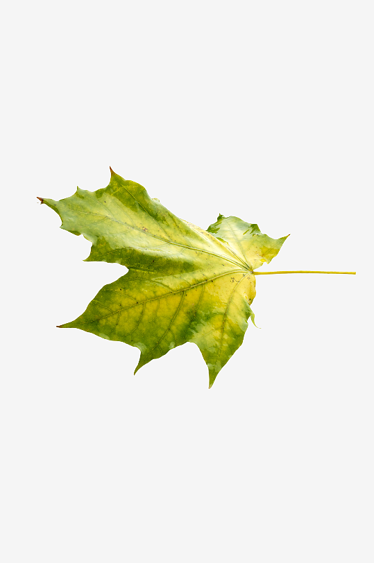 秋叶树叶落叶免抠素材-众图网