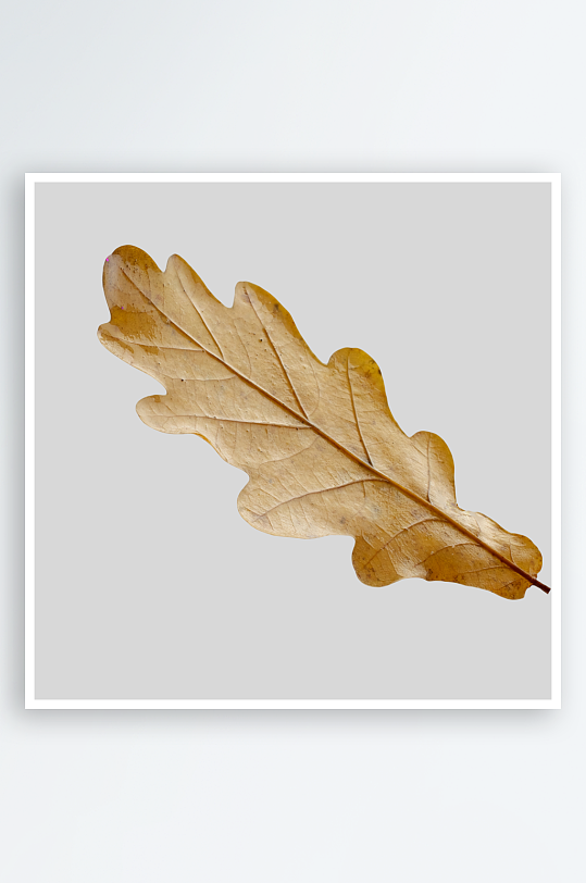 秋叶树叶落叶免抠素材-众图网