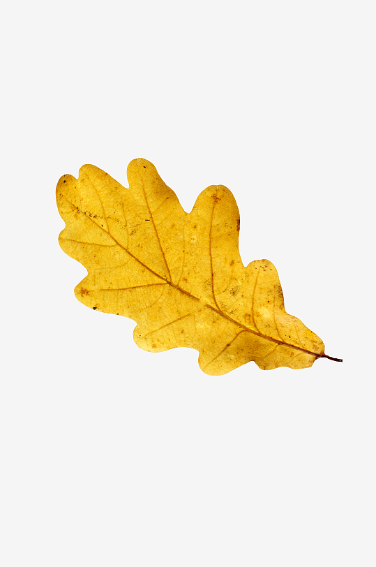 秋叶树叶落叶免抠素材-众图网