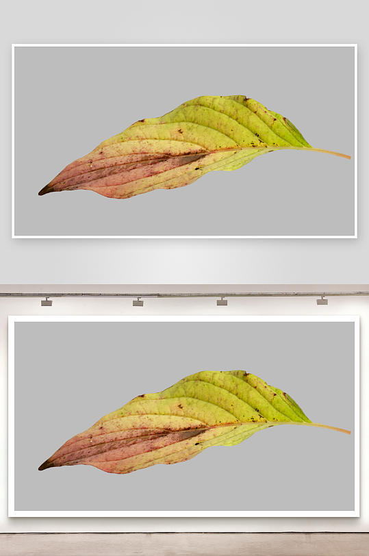 秋叶树叶落叶免抠素材-众图网