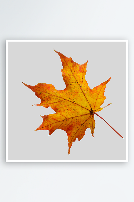 秋叶树叶落叶免抠素材-众图网