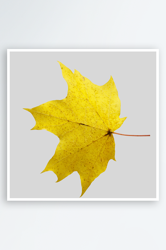 秋叶树叶落叶免抠素材-众图网