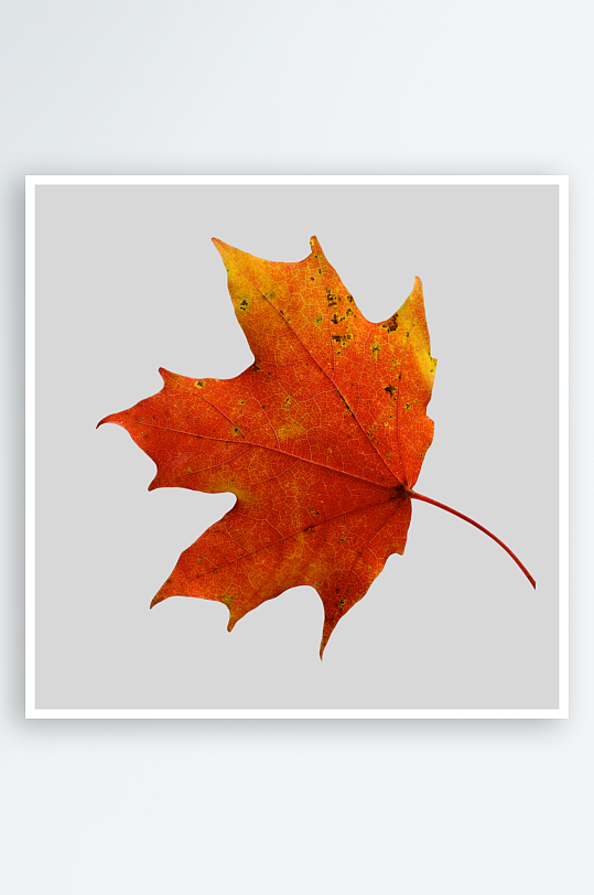 秋叶树叶落叶免抠图-众图网