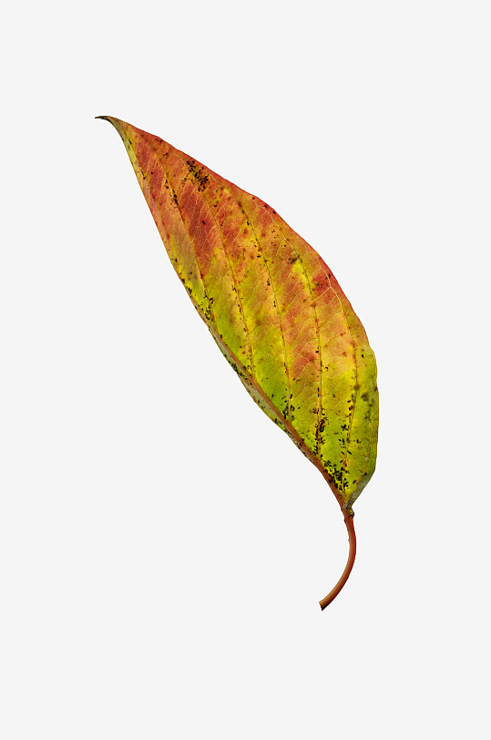 秋叶树叶落叶免抠图-众图网