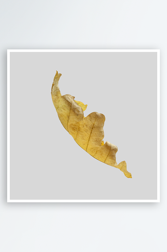 秋叶树叶落叶免抠图-众图网