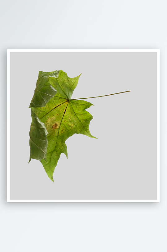 秋叶树叶落叶免抠图-众图网