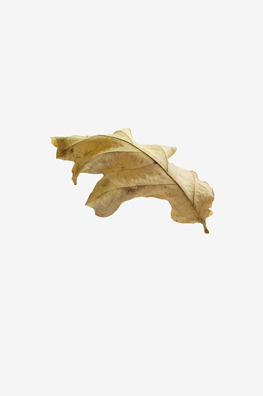 秋叶树叶落叶免抠图-众图网