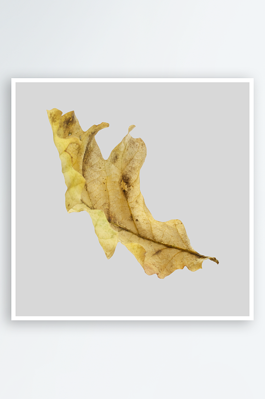 秋叶树叶落叶免抠图-众图网