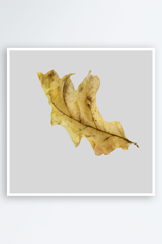 秋叶树叶落叶免抠图-众图网