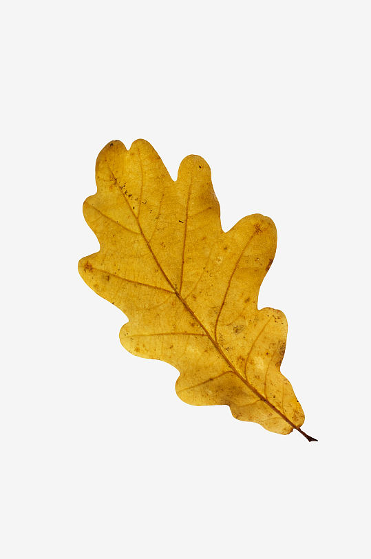 秋叶树叶落叶免抠图-众图网