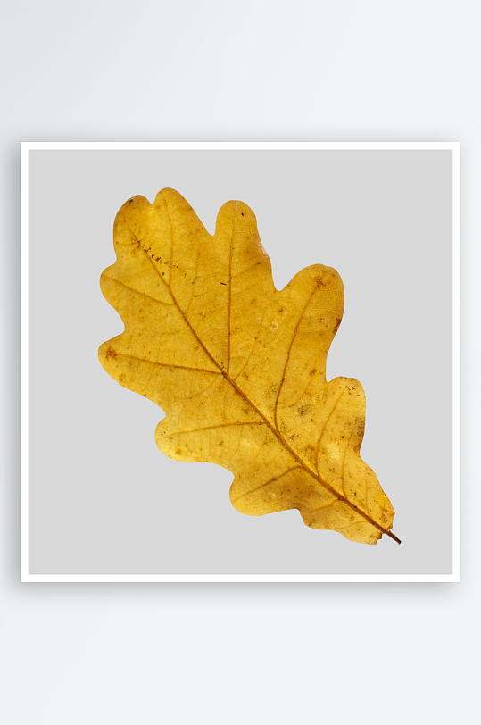 秋叶树叶落叶免抠图-众图网