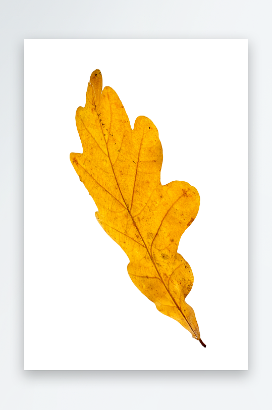 秋叶树叶落叶免抠图-众图网