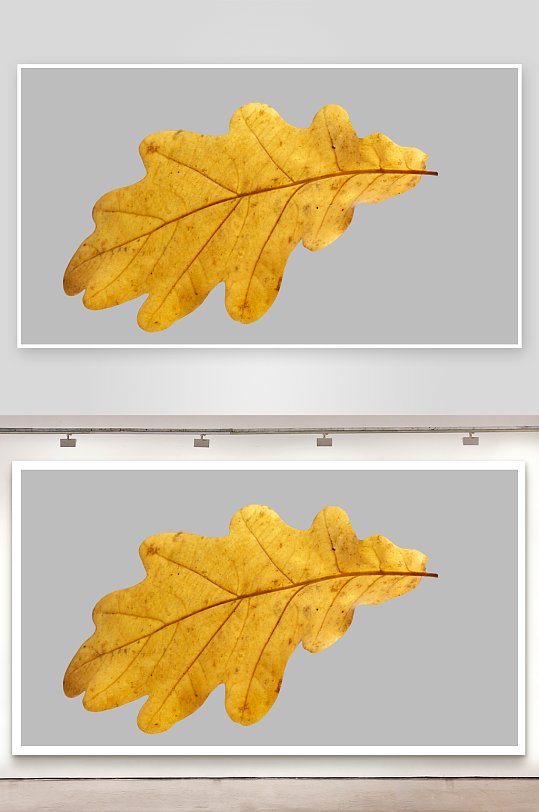 秋叶树叶落叶免抠图-众图网