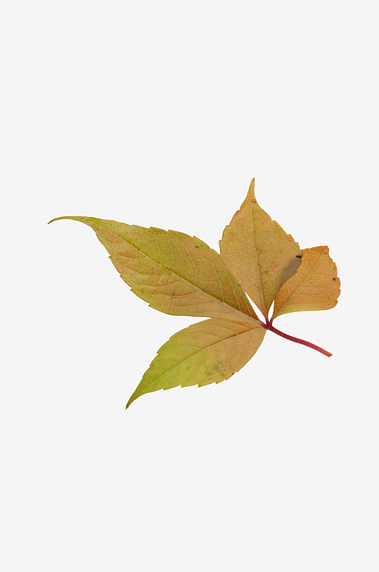 秋叶树叶落叶免抠图-众图网