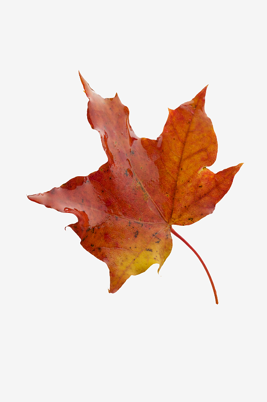 秋叶树叶落叶免抠图-众图网