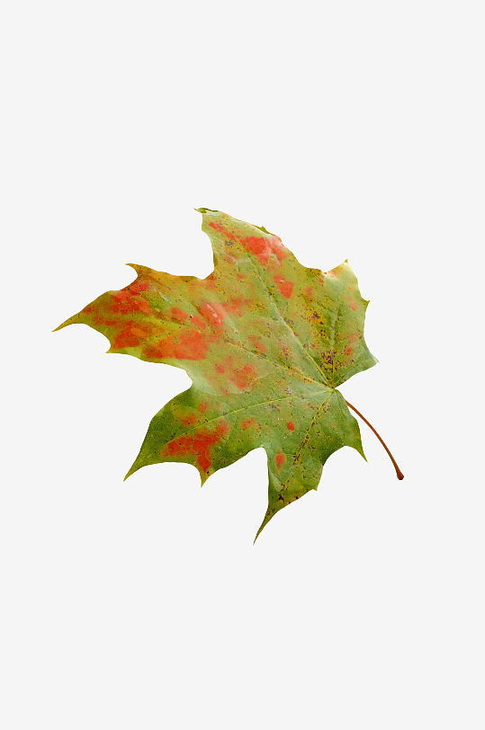 秋叶树叶落叶免抠图-众图网