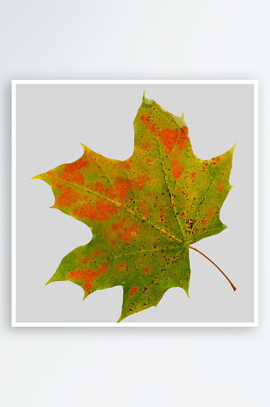 秋叶树叶落叶免抠图-众图网