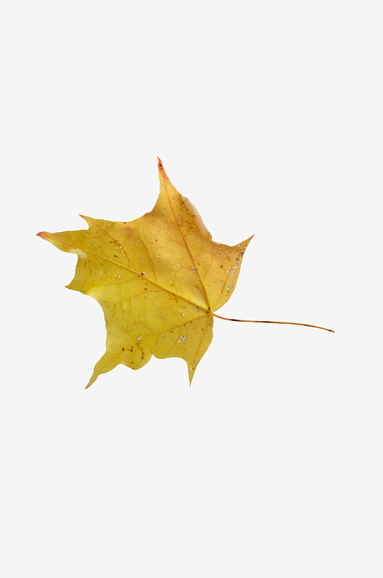 秋叶树叶落叶免抠图-众图网