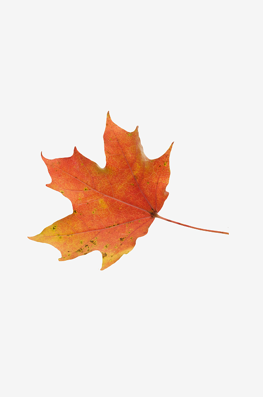 秋叶树叶落叶免抠图素材-众图网