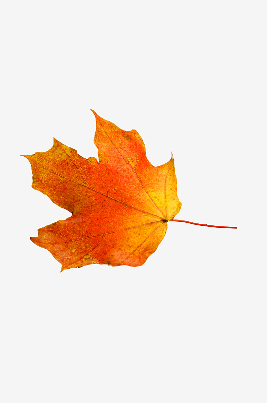 秋叶树叶落叶免抠图素材-众图网