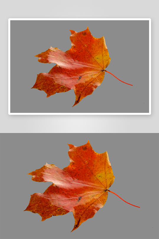 秋叶树叶落叶免抠图素材-众图网