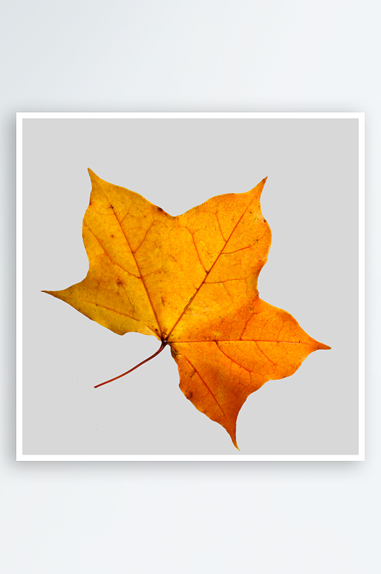 秋叶树叶落叶免抠图素材-众图网