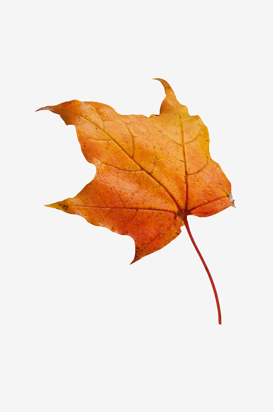 秋叶树叶落叶免抠图素材-众图网