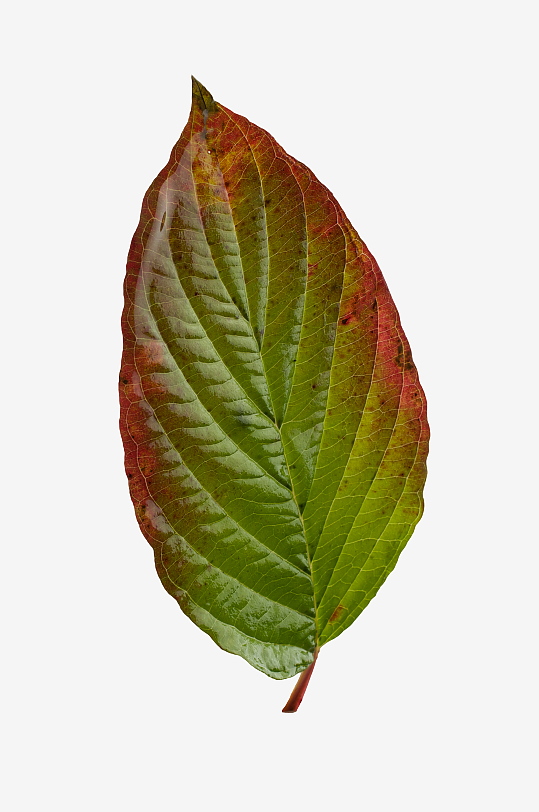 秋叶树叶落叶免抠图素材-众图网