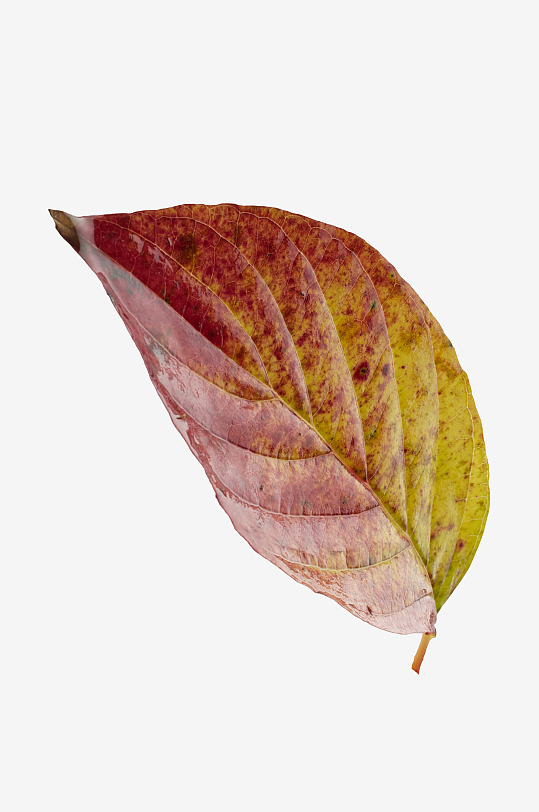 秋叶树叶落叶免抠图素材-众图网