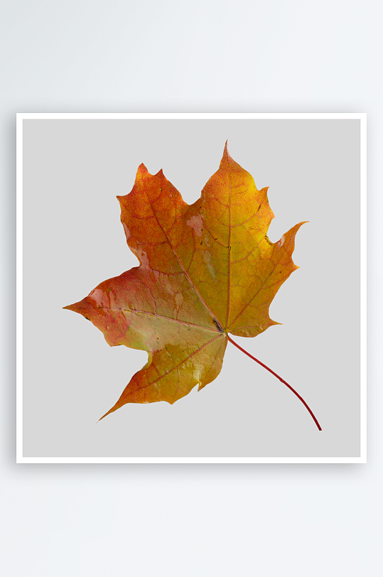 秋叶树叶落叶免抠图素材-众图网