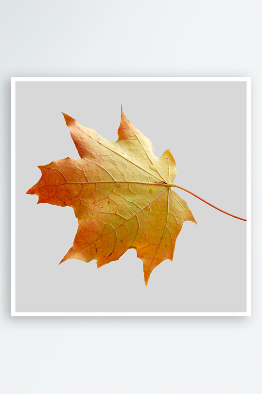 秋叶树叶落叶免抠图素材-众图网