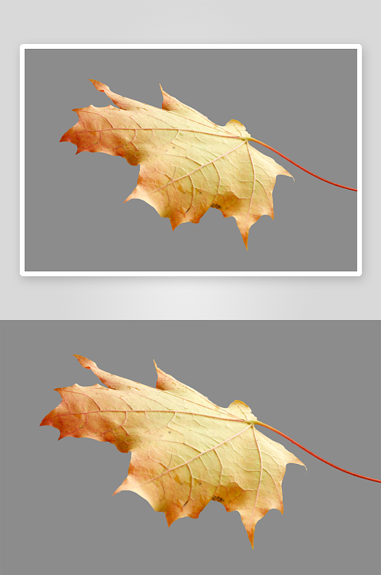 秋叶树叶落叶免抠图素材-众图网